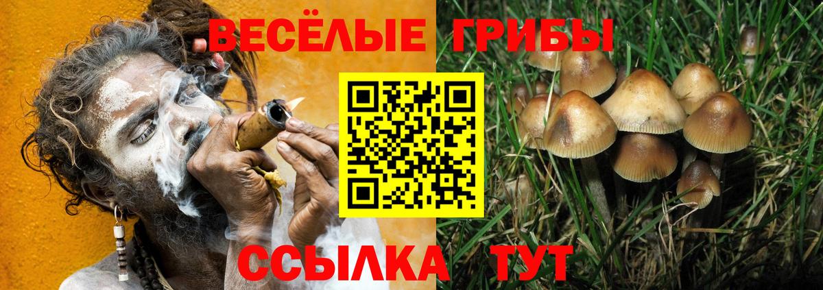 продажа наркотиков  Вход с VPN  Вязники  Псилоцибиновые грибы мицелий 